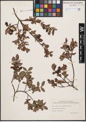Foto von Salix aurita L. x Salix myrtilloides L.